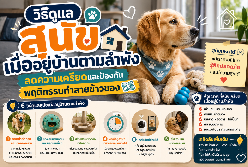 วิธีดูแลสุนัขเมื่ออยู่บ้านตามลำพัง ลดความเครียดและป้องกันพฤติกรรมทำลายข้าวของ