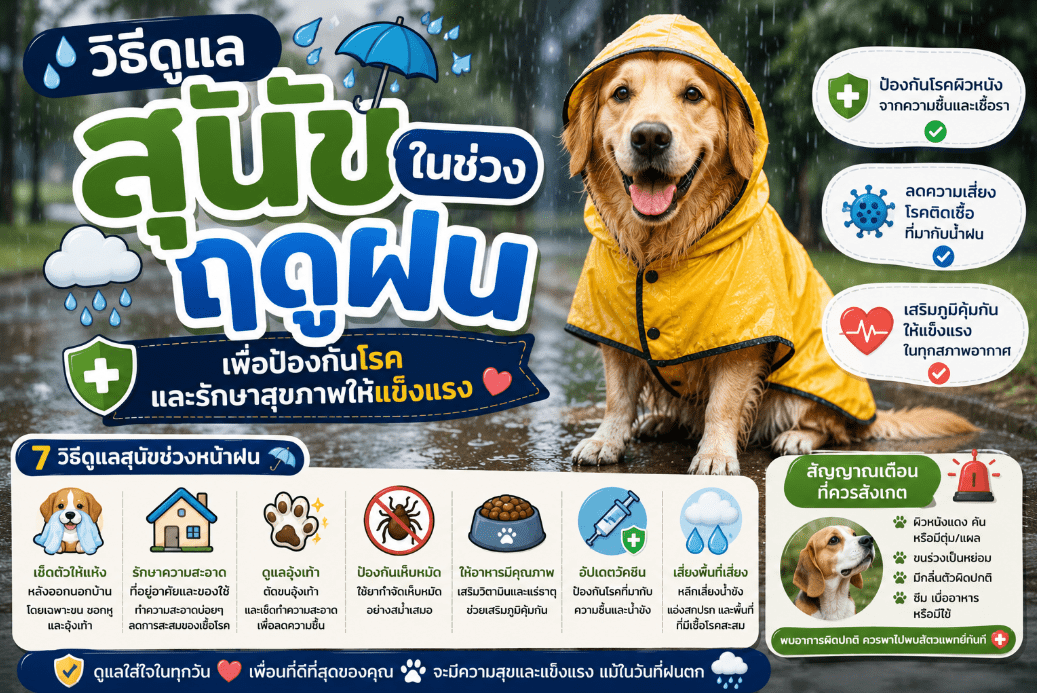 วิธีดูแลสุนัขในช่วงฤดูฝน เพื่อป้องกันโรคและรักษาสุขภาพให้แข็งแรง
