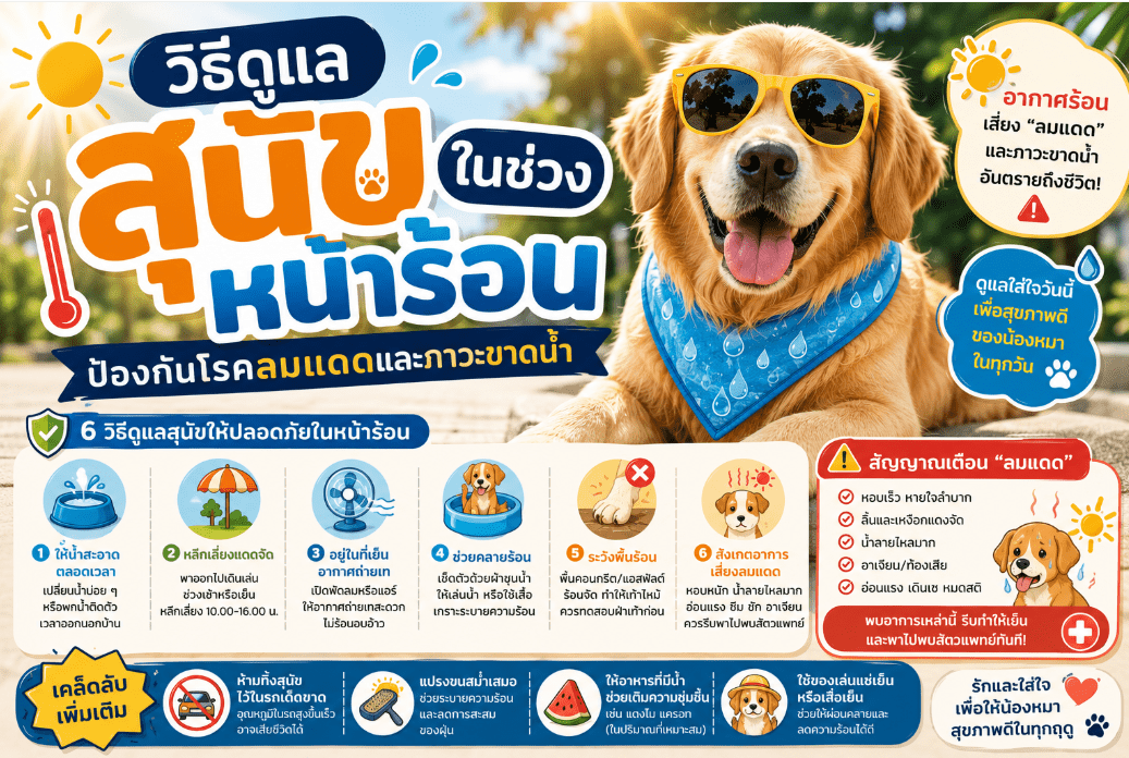 วิธีดูแลสุนัขในช่วงหน้าร้อน ป้องกันโรคลมแดดและภาวะขาดน้ำ