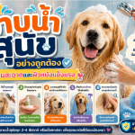 วิธีอาบน้ำสุนัขอย่างถูกต้อง เพื่อให้ขนสะอาดและผิวหนังแข็งแรง