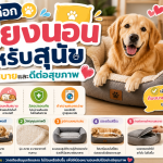 วิธีเลือกเตียงนอนสำหรับสุนัข ให้หลับสบายและดีต่อสุขภาพ